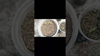 Flower seeds Seeds germinatevairalshorts [upl. by Akenaj]