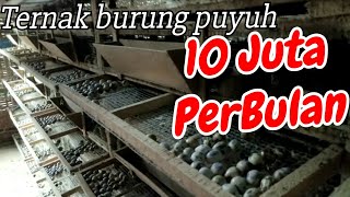 Budidaya burung puyuh ternak rumahan [upl. by Icnarf672]