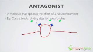 018 Agonists and Antagonists [upl. by Eveleen]