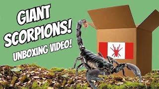 BOW TO THE EMPERORS Pandinus imperator  SCORPION UNBOXING [upl. by Adara]