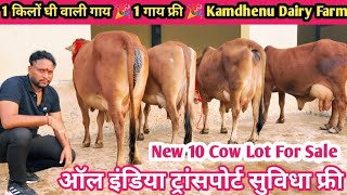 1 किलों घी वाली गाय 👌 New 10 Cow Lot For Sale ऑल इंडिया ट्रांसपोर्ट फ्री 🎉 Sahiwal Rathi Tharparkar [upl. by Letha]