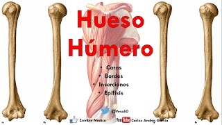 Anatomía  Hueso Húmero Caras Bordes Cóndilo Trocleas Epicóndilos Inserciones [upl. by Derf699]