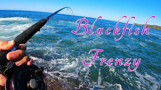 Blackfish Frenzy The afternoon was a cracker [upl. by Trebron]