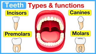 Types of teeth 🦷  Incisors canines premolars amp molars [upl. by Carberry]