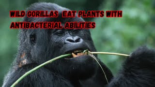 Wild Gorillas Eat Plants With Antibacterial Abilities [upl. by Mccoy]