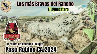 DE LOS MAS BRAVOS DELranchoToro EL AGUACATERO¡¡VISTAMOS A RANCHO EL MILAGRO DE PASO ROBLES CA 2024 [upl. by Noiraa]