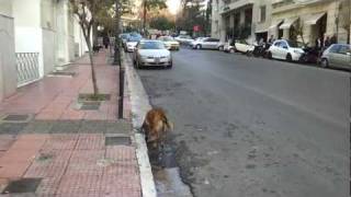 Greek dogs attacks Athens [upl. by Mossolb820]