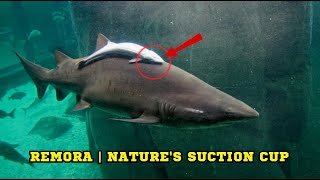 Remora  Natures Suction Cup [upl. by Figge913]