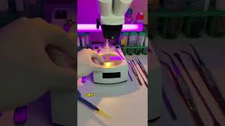 Desmintiendo video de saliva de perro bajo el microscopio 🔬 [upl. by Berger287]