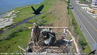 Barnegat Light Osprey Cam  2022525 [upl. by Nitsirc617]