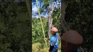 Kebun petai shortvideo survival adventure [upl. by Eimmelc604]