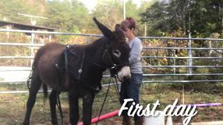 Donkey Driving Training Jaspers Case Study [upl. by Myrwyn818]