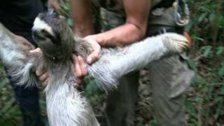 Sloth Catching in Panama [upl. by Adlecirg]