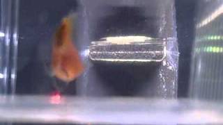 Mickey Mouse Platy giving birth to 3 of her 22 babies [upl. by Sochor]