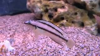 Telmatochromis vittatus  Tanganyika Planet [upl. by Faria]