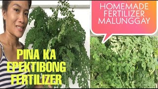 Malunggay Home made Fertilizer pina ka Epektibong Fertilizer para sa ibat ibang Uri ng MGA HALAMAN [upl. by Cotter724]