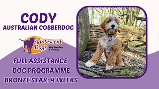 Cody the Australian Cobberdog  Full Assistance Dog Programme  Bronze Award [upl. by Adav302]