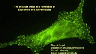 The distinct traits and functions of exosomes and microvesicles [upl. by Romelle]