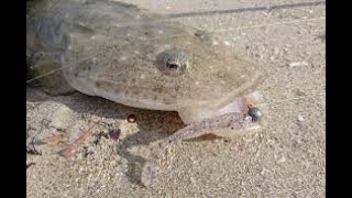 IFISHTV Forster Tuncurry Flathead Fishing Landbased with Soft Plastics [upl. by Nadaba]