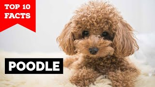 Poodle  Top 10 Facts [upl. by Enrique]