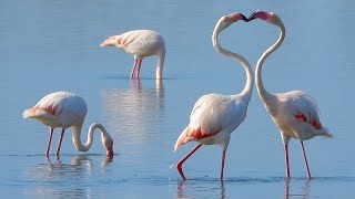 Il Fenicottero Phoenicopterus roseus in Italia [upl. by Ylrebmyk]