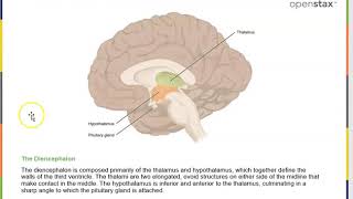 Diencefalo talamo hipotalamo epitalamo [upl. by Dorelia]