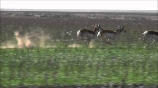 Pronghorn Antelopes Running at Full Speed [upl. by Jephthah938]