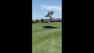 Huge Alligator Takes Stroll on Florida Golf Course [upl. by Jory]