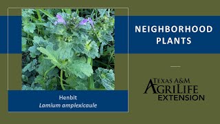 Neighborhood Plants Henbit [upl. by Nostrebor]