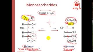 Biochem Second  dr Nisreen  Carbohydrate 1 الجزء الأول [upl. by Anella]