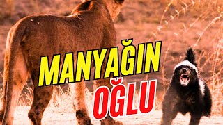 Bal Porsuğu Manyağın Oğlu  Bal Porsuğu Belgeseli Türkçe medyabilgini balporsuğu [upl. by Kries]