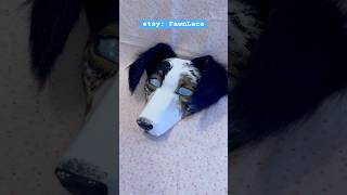 Australian shepherd for sale theriangear therianthropy animalmask australianshepherd therian [upl. by Carling634]