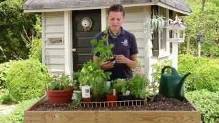 How To Plant an Herb Garden [upl. by Dace]