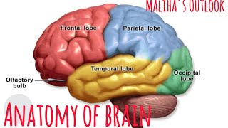 Anatomy of brain by Malihas Outlook [upl. by Aihsenet]