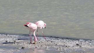 Laguna Hedionda  Flamingos [upl. by Aspia]