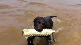 11 week old Boykin Spaniels intro to water [upl. by Eiznek810]