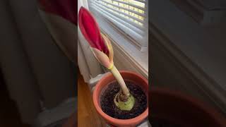 Eager Amaryllis canadianvlogger amaryllis canadiangardener [upl. by Sitnik989]