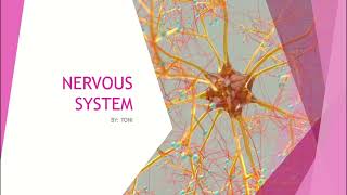 CSEC Biology amp HSB CRASH COURSE•NERVOUS SYSTEM CRASH COURSE neuron action potential past paper🧬 [upl. by Bryon668]