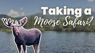 Searching for Moose in Northern Maine [upl. by Jovia]