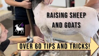 Tips and Tricks For Raising Sheep and Goats  Over 60 Tips [upl. by Annoya429]