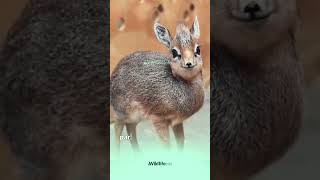 quotMeet the Tiny DikDik The Miniature Antelope with a Big Heart 🦌❤️ wildlifeinfo animals [upl. by Abba]