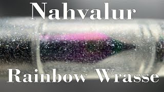 Nahvalur Original Plus Rainbow Wrasse [upl. by Winebaum]