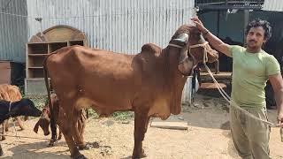 Top Quality pure Gir cow for sale in Hyderabad Salman bhai dairy 7288899974 [upl. by Nanek156]