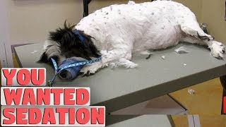 Will My Dog Wake Up After A Sedated Groom [upl. by Sibyls]