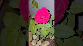 Rose 🌹 youtubeshorts youtube ytshorts shorts rose roseflower rosé red pink plants nature [upl. by Aytac]