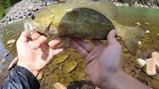 Smallmouth Fishing Schoharie Creek Blenheim NY [upl. by Alenas]