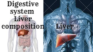 Digestive system liver composition  hepatocytesbile canaliculus hepatic sinusoids [upl. by Lladnek]