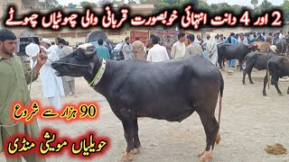 Very Beautiful Young Buffaloes Latest Prices On Havelian Maweshi Mandi By My Life Channel [upl. by Inar]