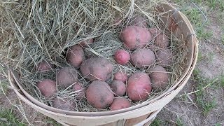 Easy way to store potatoes [upl. by Latimore10]