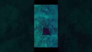 Snorkeling with Bat ray in Hawaii snorkeling hawaii [upl. by Anielram230]